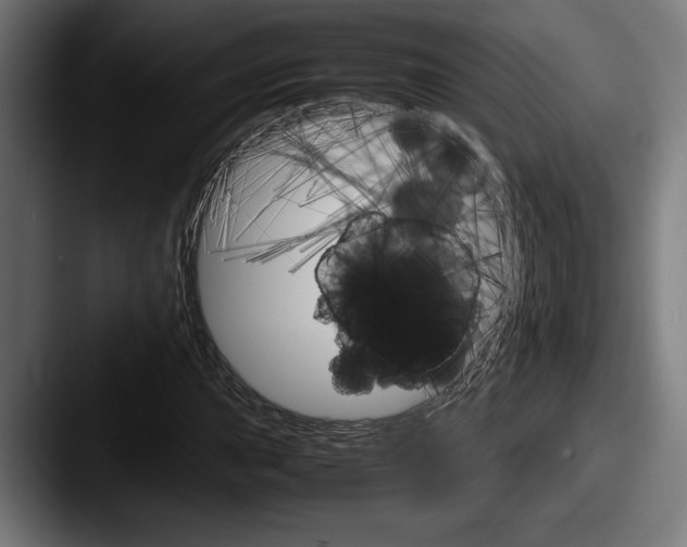 X0000087521015200705181008