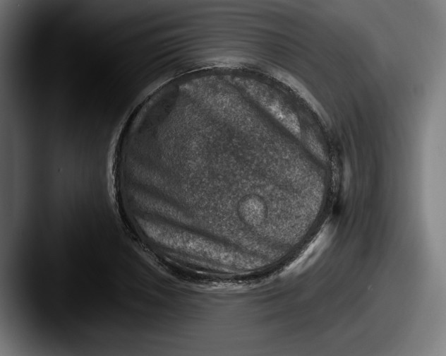 X0000087521026200705181009