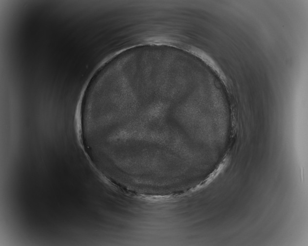 X0000087521032200705181009