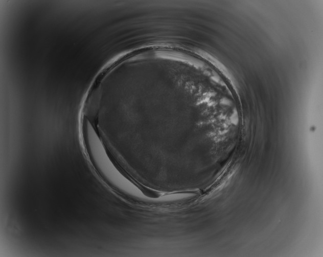 X0000087521045200705181009