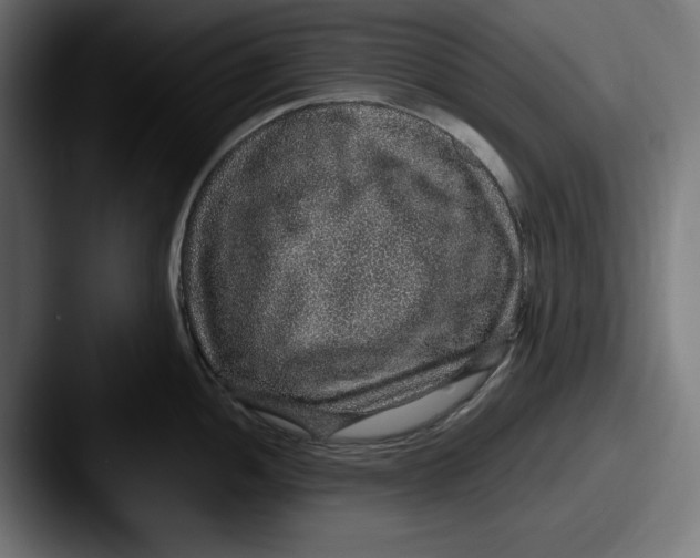 X0000087521052200705181009