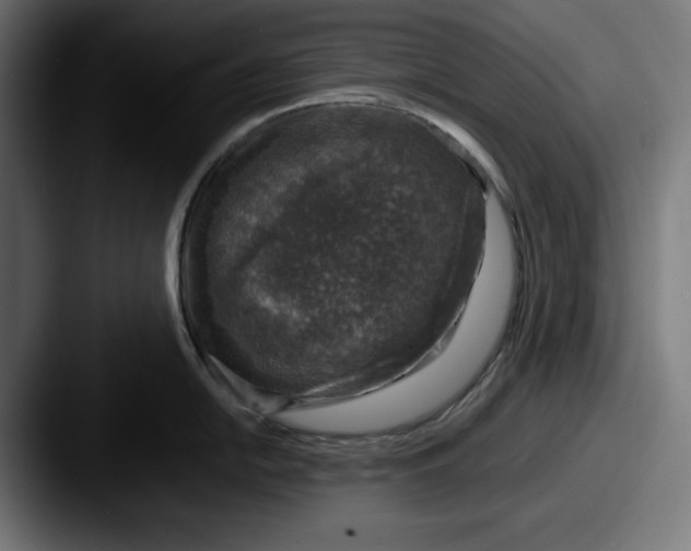 X0000087521054200705181009