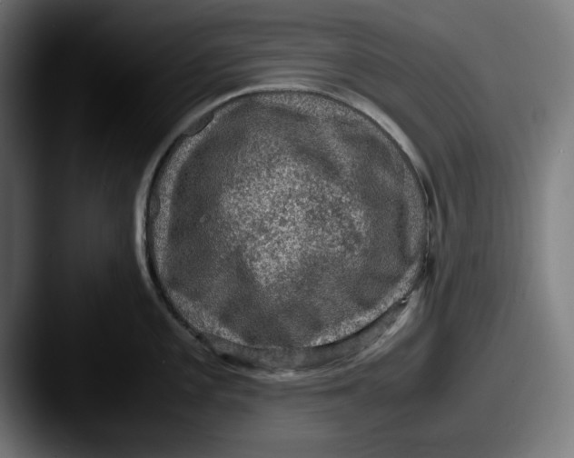 X0000087521101200705181008