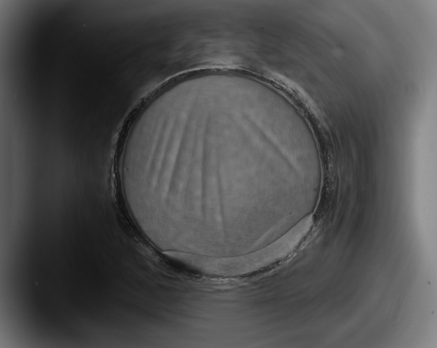 X0000087521168200705181007