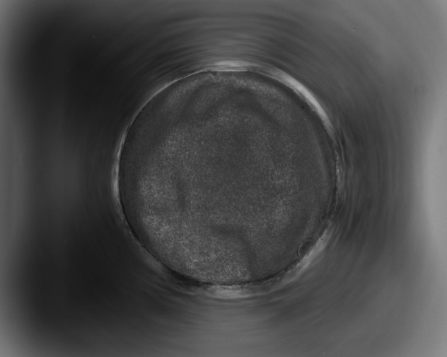 X0000087521194200705181007