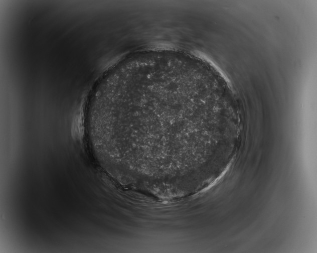 X0000087521213200705181006