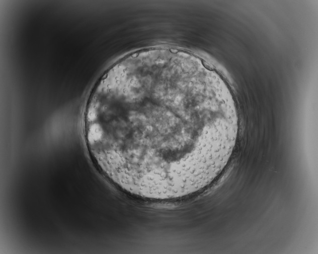 X0000087521239200705181007