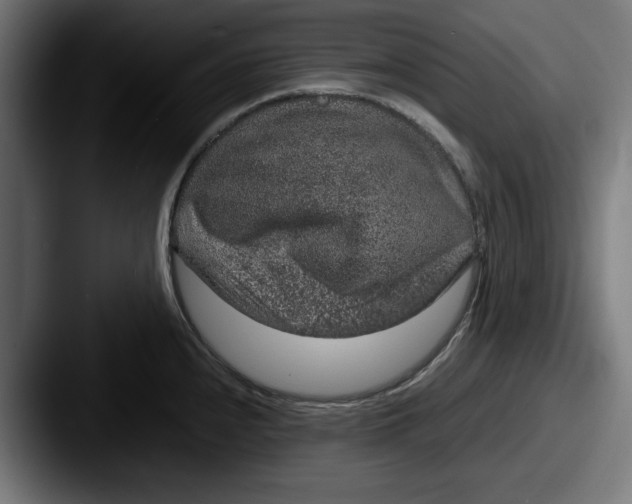 X0000087521240200705181007