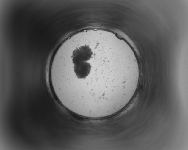 X0000087521245200705181007