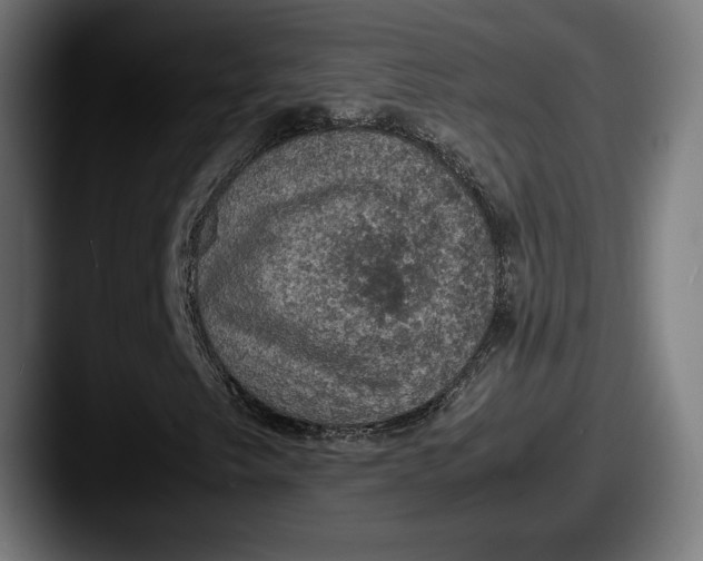 X0000087521249200705181006