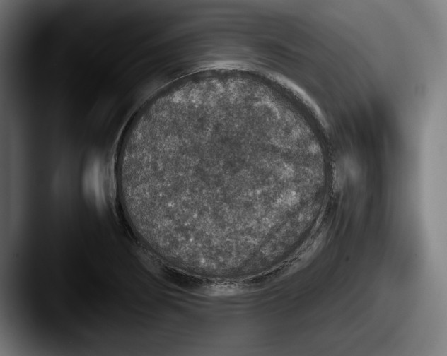 X0000087521274200705181006