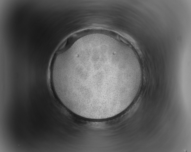 X0000087521280200705181006