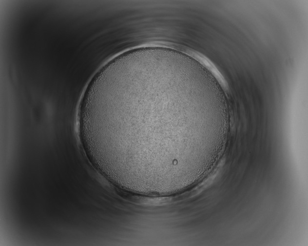 X0000087521292200705181005