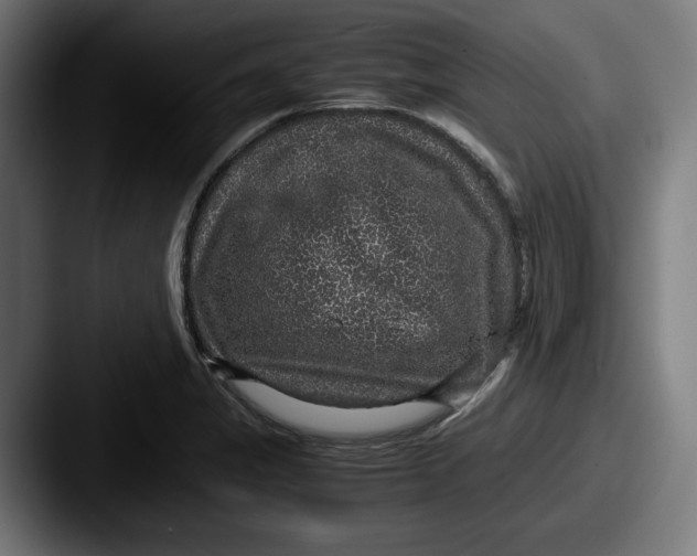 X0000087521325200705181005