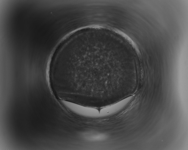 X0000087521327200705181005