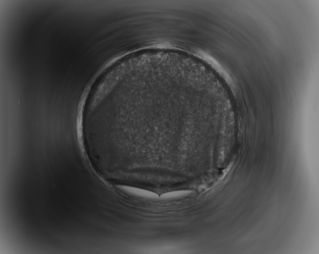 X0000087521331200705181005