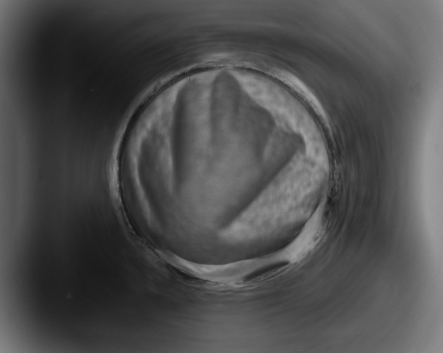 X0000087521336200705181005