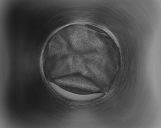 X0000087521344200705181005