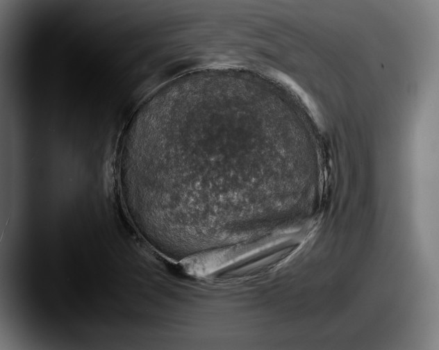 X0000087521361200705181005