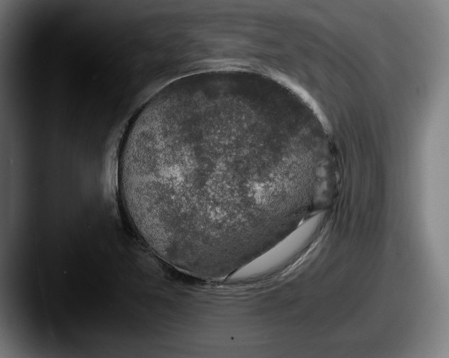 X0000087521365200705181005