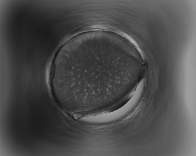 X0000087521373200705181004