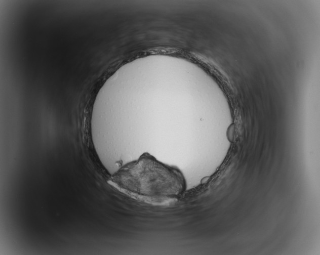 X0000087521399200705181004