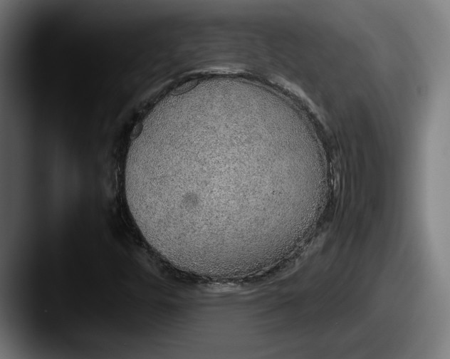 X0000087521448200705181004