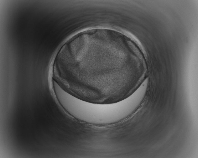 X0000087521528200705181003