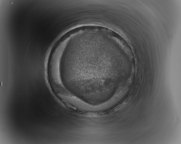 X0000087521536200705181003