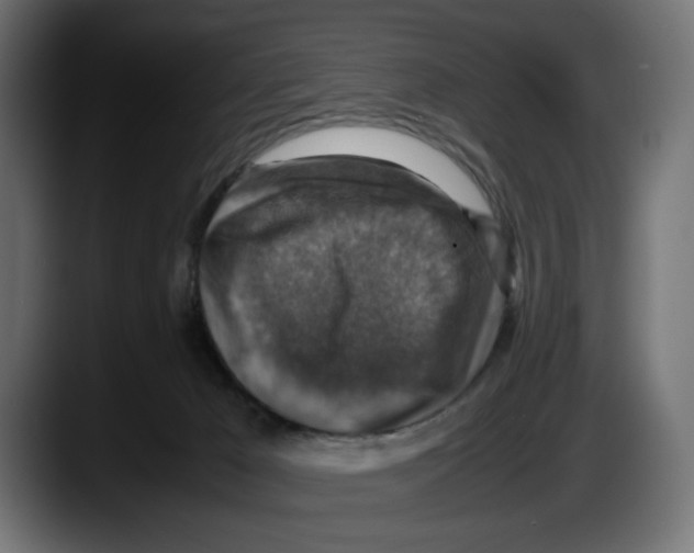 X0000087520029200705251648