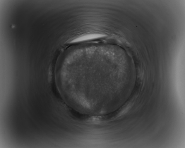 X0000087520080200705251648