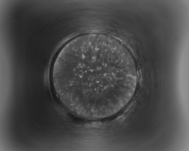 X0000087520196200705251646