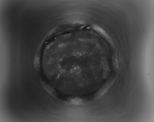 X0000087520258200705251645