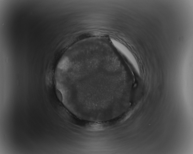 X0000087520325200705251644