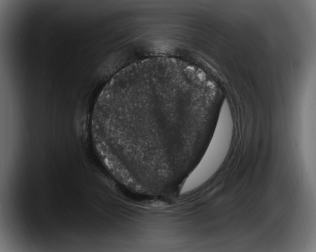 X0000087520462200705251643