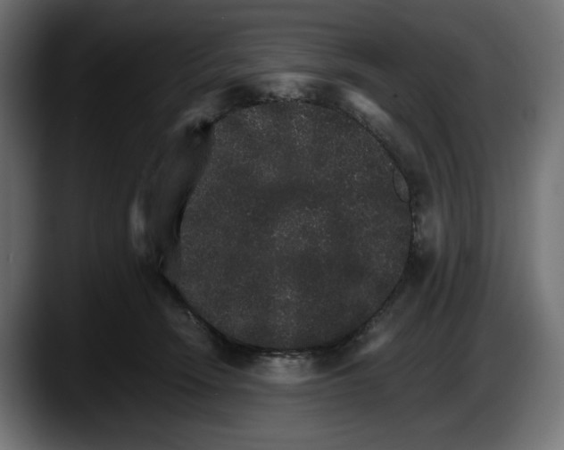 X0000087520466200705251643