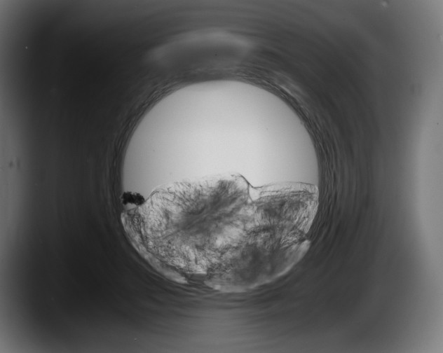 X0000087520499200705251642