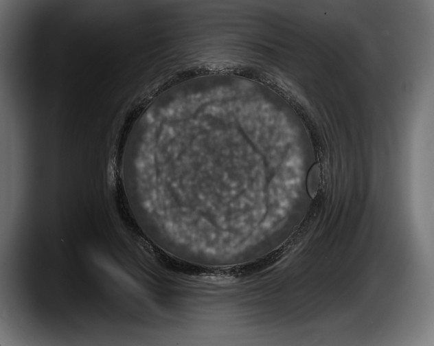 X0000087520644200705251640