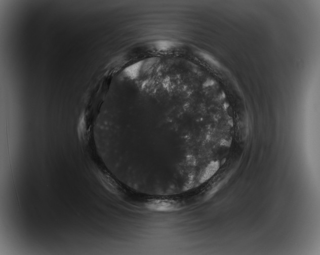 X0000087520654200705251640