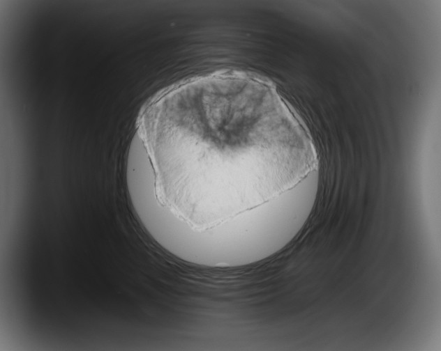 X0000087520666200705251640