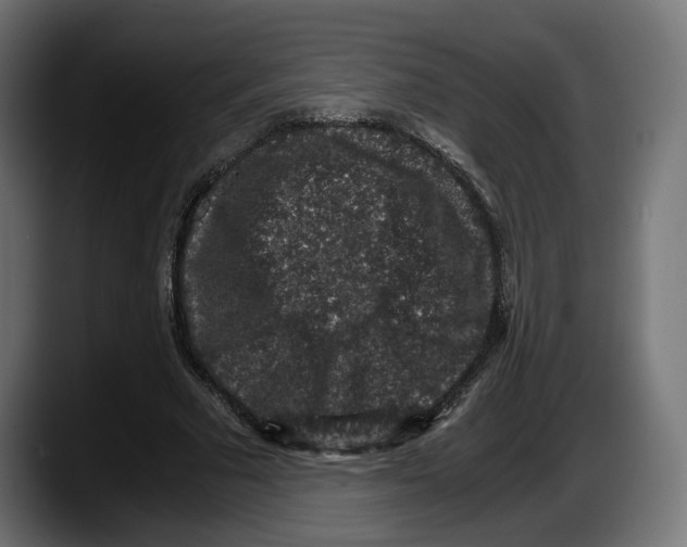 X0000087520681200705251640