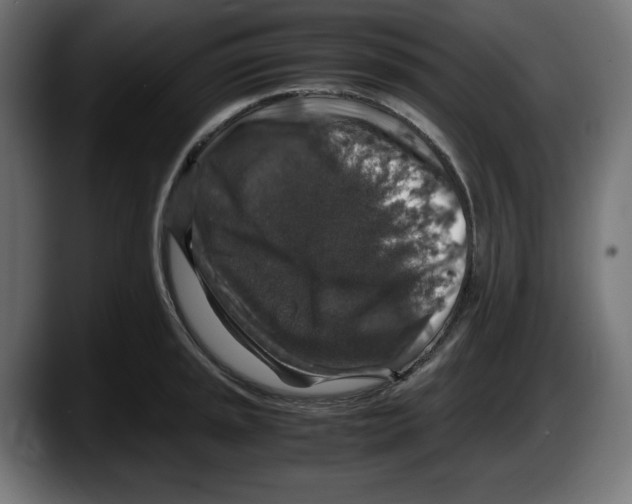 X0000087521045200705251635