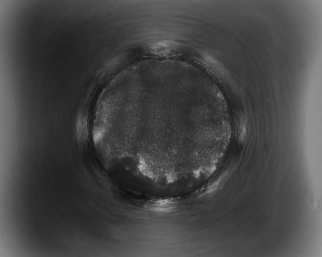 X0000087521106200705251633