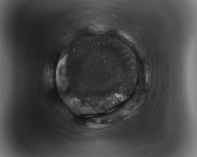 X0000087521156200705251633