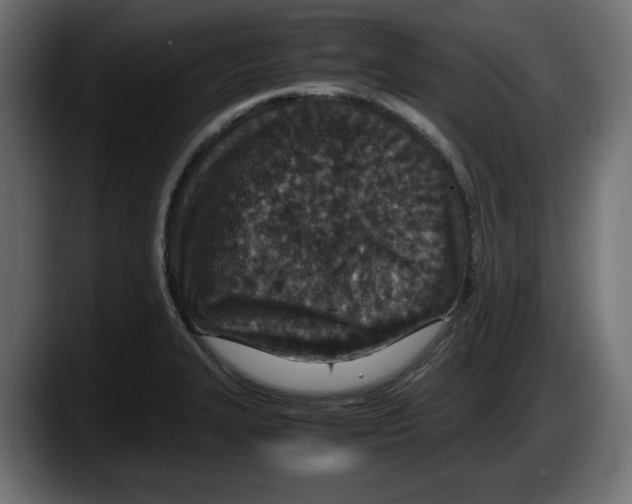 X0000087521327200705251631