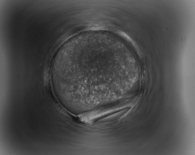 X0000087521361200705251631