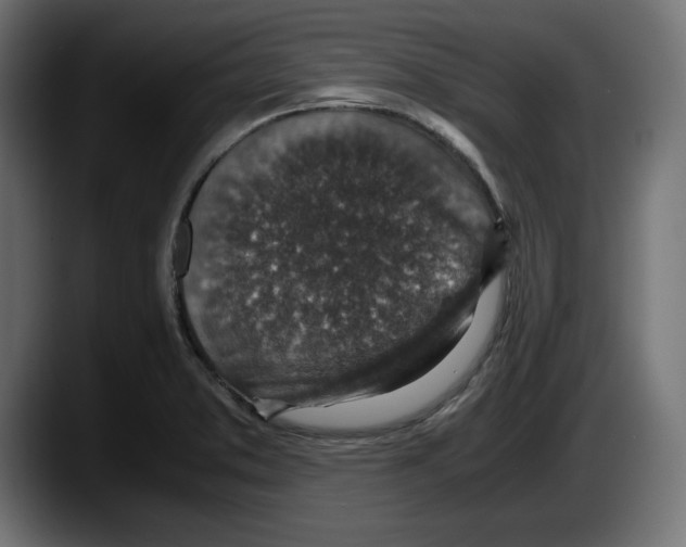 X0000087521373200705251631