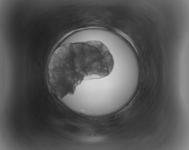 X0000087521415200705251630