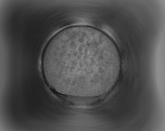 X0000087521468200705251629