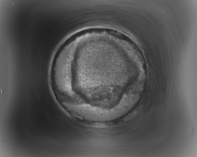 X0000087521536200705251629